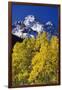 Aspen Grove and Maroon Bells-Darrell Gulin-Framed Photographic Print