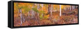 Aspen Grove Autumn Color, Logan Canyon, Utah, USA-Terry Eggers-Framed Stretched Canvas