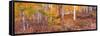 Aspen Grove Autumn Color, Logan Canyon, Utah, USA-Terry Eggers-Framed Stretched Canvas
