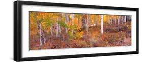 Aspen Grove Autumn Color, Logan Canyon, Utah, USA-Terry Eggers-Framed Premium Photographic Print