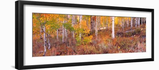 Aspen Grove Autumn Color, Logan Canyon, Utah, USA-Terry Eggers-Framed Photographic Print