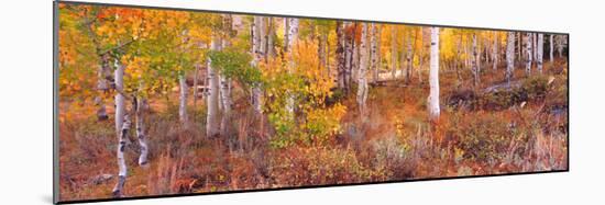 Aspen Grove Autumn Color, Logan Canyon, Utah, USA-Terry Eggers-Mounted Photographic Print