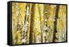 Aspen Grove Blanketed with Snow-Darrell Gulin-Framed Stretched Canvas