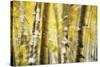 Aspen Grove Blanketed with Snow-Darrell Gulin-Stretched Canvas