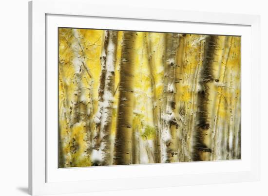 Aspen Grove Blanketed with Snow-Darrell Gulin-Framed Photographic Print