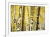 Aspen Grove Blanketed with Snow-Darrell Gulin-Framed Photographic Print