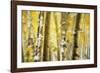 Aspen Grove Blanketed with Snow-Darrell Gulin-Framed Photographic Print