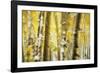 Aspen Grove Blanketed with Snow-Darrell Gulin-Framed Photographic Print