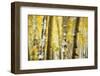 Aspen Grove Blanketed with Snow-Darrell Gulin-Framed Photographic Print