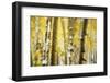 Aspen Grove Blanketed with Snow-Darrell Gulin-Framed Photographic Print