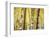 Aspen Grove Blanketed with Snow-Darrell Gulin-Framed Photographic Print