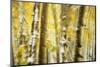 Aspen Grove Blanketed with Snow-Darrell Gulin-Mounted Photographic Print