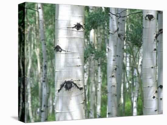 Aspen Grove, Colorado, USA-Julie Eggers-Stretched Canvas