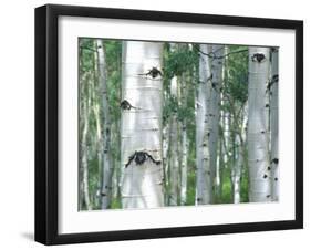 Aspen Grove, Colorado, USA-Julie Eggers-Framed Photographic Print