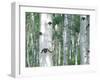 Aspen Grove, Colorado, USA-Julie Eggers-Framed Photographic Print