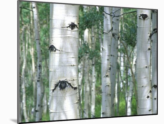 Aspen Grove, Colorado, USA-Julie Eggers-Mounted Photographic Print