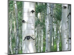 Aspen Grove, Colorado, USA-Julie Eggers-Mounted Photographic Print