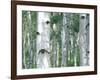 Aspen Grove, Colorado, USA-Julie Eggers-Framed Photographic Print