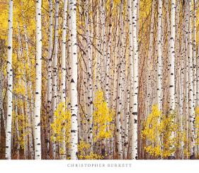 Aspen Grove, Colorado-Christopher Burkett-Stretched Canvas