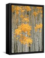 Aspen Grove, Fish Lake Plateau Near Fish Lake National Forest, Utah, USA-Scott T^ Smith-Framed Stretched Canvas