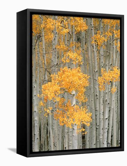 Aspen Grove, Fish Lake Plateau Near Fish Lake National Forest, Utah, USA-Scott T^ Smith-Framed Stretched Canvas