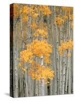 Aspen Grove, Fish Lake Plateau Near Fish Lake National Forest, Utah, USA-Scott T^ Smith-Stretched Canvas