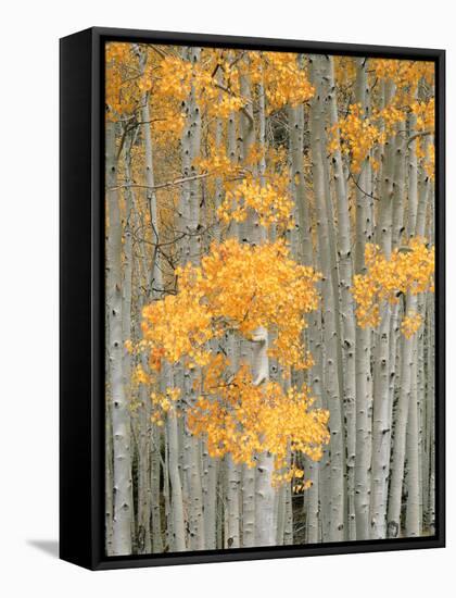 Aspen Grove, Fish Lake Plateau Near Fish Lake National Forest, Utah, USA-Scott T^ Smith-Framed Stretched Canvas