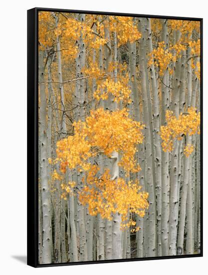 Aspen Grove, Fish Lake Plateau Near Fish Lake National Forest, Utah, USA-Scott T^ Smith-Framed Stretched Canvas