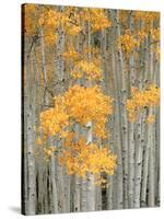 Aspen Grove, Fish Lake Plateau Near Fish Lake National Forest, Utah, USA-Scott T^ Smith-Stretched Canvas