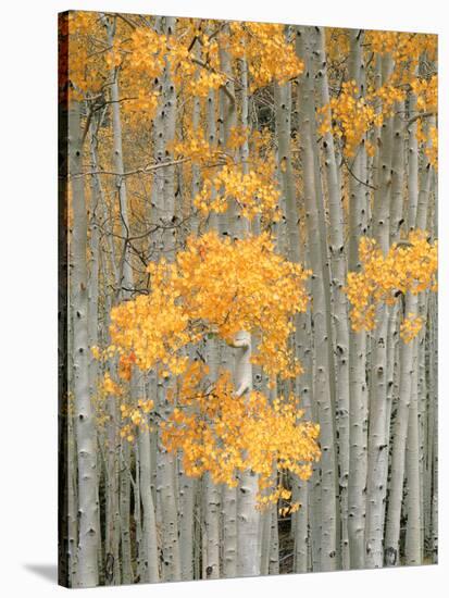 Aspen Grove, Fish Lake Plateau Near Fish Lake National Forest, Utah, USA-Scott T^ Smith-Stretched Canvas