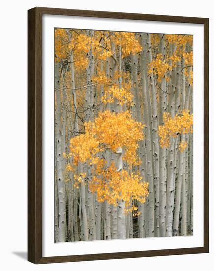 Aspen Grove, Fish Lake Plateau Near Fish Lake National Forest, Utah, USA-Scott T^ Smith-Framed Premium Photographic Print