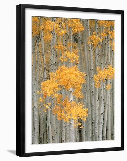 Aspen Grove, Fish Lake Plateau Near Fish Lake National Forest, Utah, USA-Scott T^ Smith-Framed Premium Photographic Print