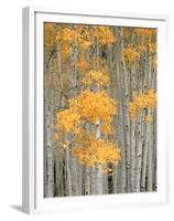 Aspen Grove, Fish Lake Plateau Near Fish Lake National Forest, Utah, USA-Scott T^ Smith-Framed Premium Photographic Print