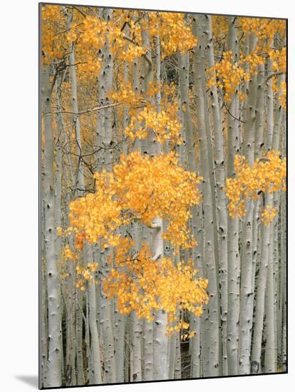 Aspen Grove, Fish Lake Plateau Near Fish Lake National Forest, Utah, USA-Scott T^ Smith-Mounted Premium Photographic Print