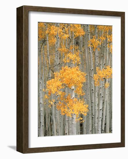 Aspen Grove, Fish Lake Plateau Near Fish Lake National Forest, Utah, USA-Scott T^ Smith-Framed Photographic Print