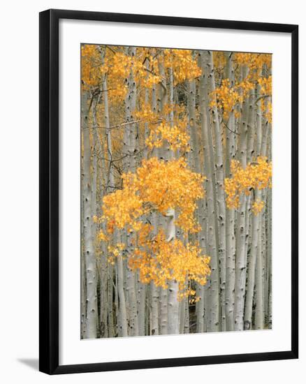 Aspen Grove, Fish Lake Plateau Near Fish Lake National Forest, Utah, USA-Scott T^ Smith-Framed Photographic Print