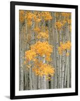 Aspen Grove, Fish Lake Plateau Near Fish Lake National Forest, Utah, USA-Scott T^ Smith-Framed Photographic Print