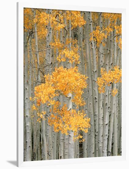 Aspen Grove, Fish Lake Plateau Near Fish Lake National Forest, Utah, USA-Scott T^ Smith-Framed Photographic Print