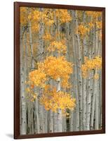 Aspen Grove, Fish Lake Plateau Near Fish Lake National Forest, Utah, USA-Scott T^ Smith-Framed Photographic Print