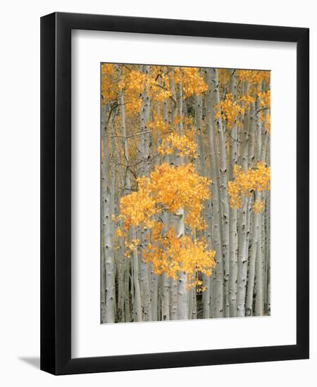 Aspen Grove, Fish Lake Plateau Near Fish Lake National Forest, Utah, USA-Scott T^ Smith-Framed Premium Photographic Print