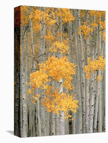 Aspen Grove, Fish Lake Plateau Near Fish Lake National Forest, Utah, USA-Scott T^ Smith-Stretched Canvas