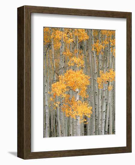 Aspen Grove, Fish Lake Plateau Near Fish Lake National Forest, Utah, USA-Scott T^ Smith-Framed Photographic Print