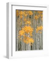 Aspen Grove, Fish Lake Plateau Near Fish Lake National Forest, Utah, USA-Scott T^ Smith-Framed Photographic Print