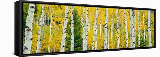 Aspen Grove, Granite Canyon Trail, Grand Teton National Park, Wyoming, Usa-null-Framed Stretched Canvas