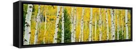 Aspen Grove, Granite Canyon Trail, Grand Teton National Park, Wyoming, Usa-null-Framed Stretched Canvas