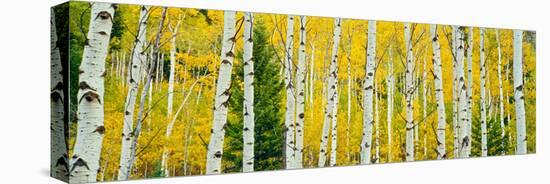 Aspen Grove, Granite Canyon Trail, Grand Teton National Park, Wyoming, Usa-null-Stretched Canvas