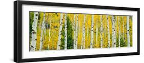 Aspen Grove, Granite Canyon Trail, Grand Teton National Park, Wyoming, Usa-null-Framed Photographic Print