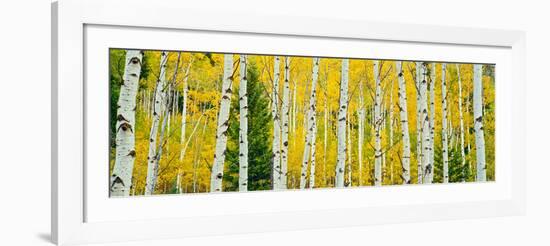 Aspen Grove, Granite Canyon Trail, Grand Teton National Park, Wyoming, Usa-null-Framed Photographic Print