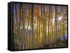 Aspen Grove, Gunnison National Forest, Colorado, USA-Charles Gurche-Framed Stretched Canvas