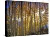 Aspen Grove, Gunnison National Forest, Colorado, USA-Charles Gurche-Stretched Canvas